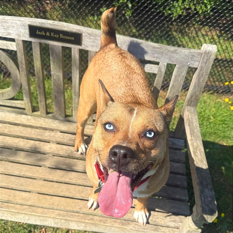 Enlarge Persephone, a Adoptable Mixed Breed in Chattanooga, TN image 5/6