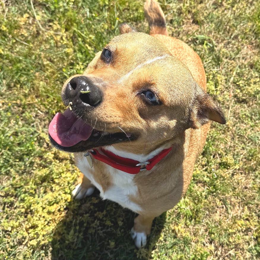 Persephone, a Adoptable Mixed Breed in Chattanooga, TN image 4/6