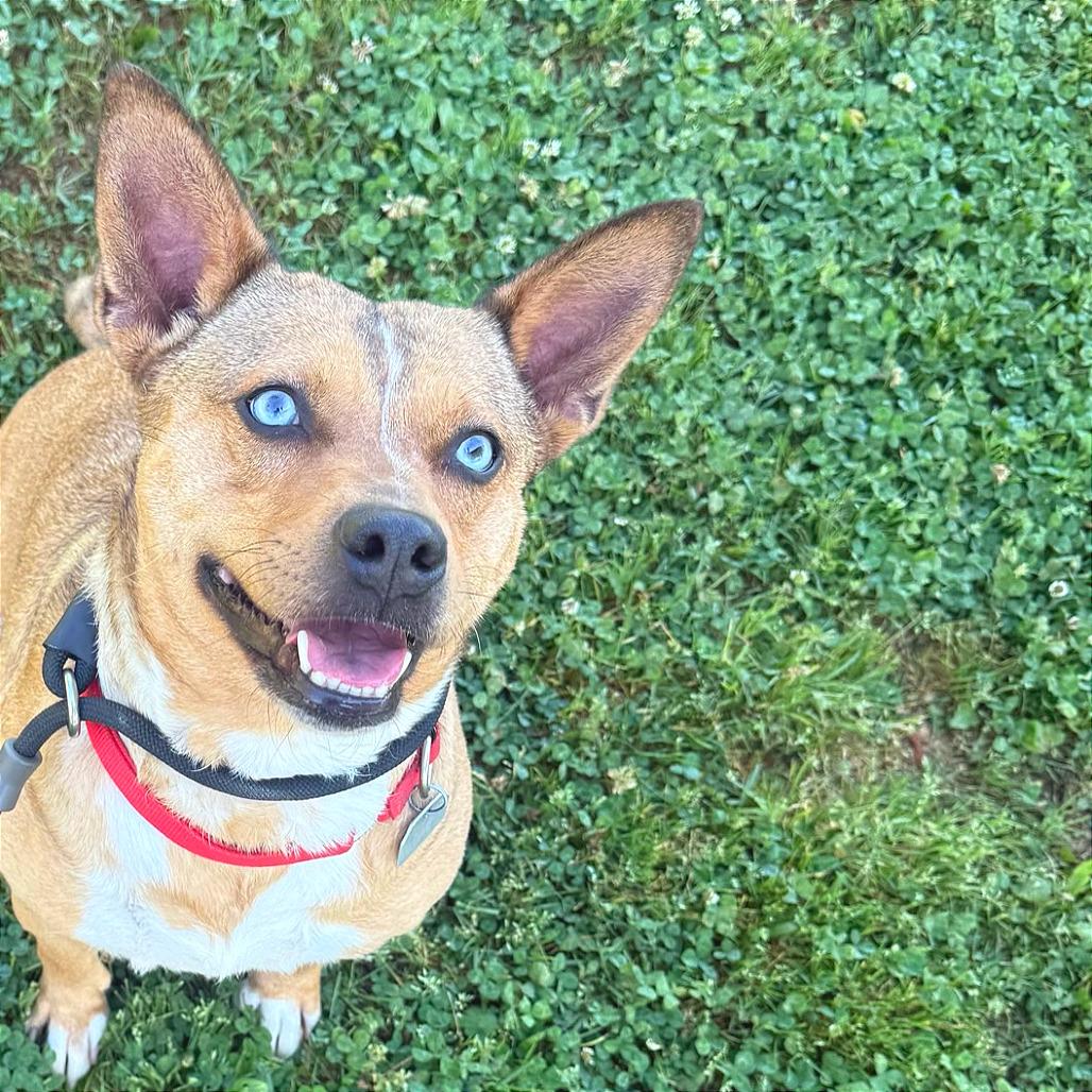 Persephone, a Adoptable Mixed Breed in Chattanooga, TN image 5/6