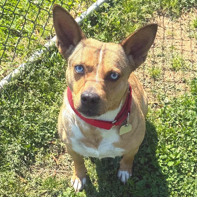 Enlarge Persephone, a Adoptable Mixed Breed in Chattanooga, TN image 6/6