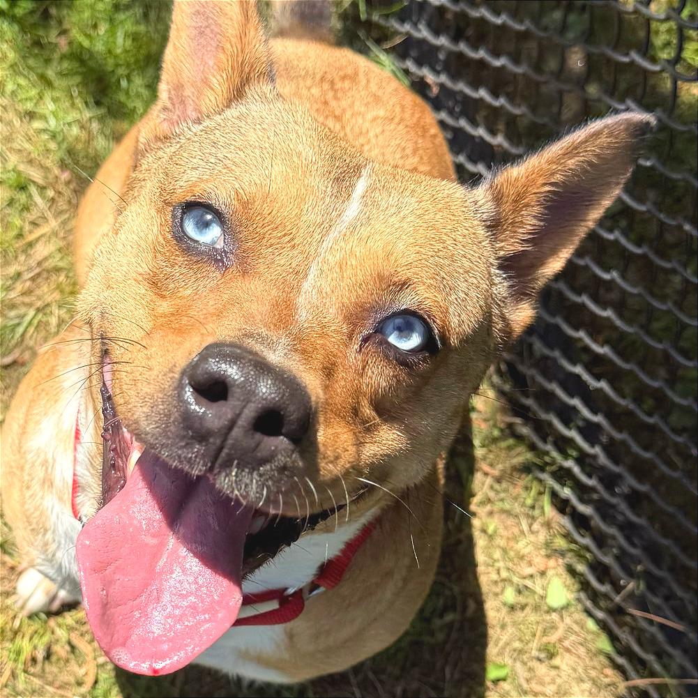 Persephone, a Adoptable Mixed Breed in Chattanooga, TN image 6/6