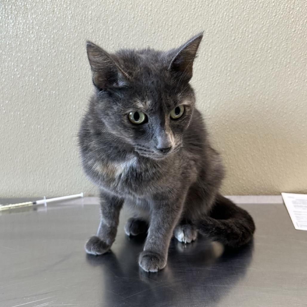 Enlarge Roya, a Adoptable Domestic Short Hair in Saskatoon, SK image 1/1