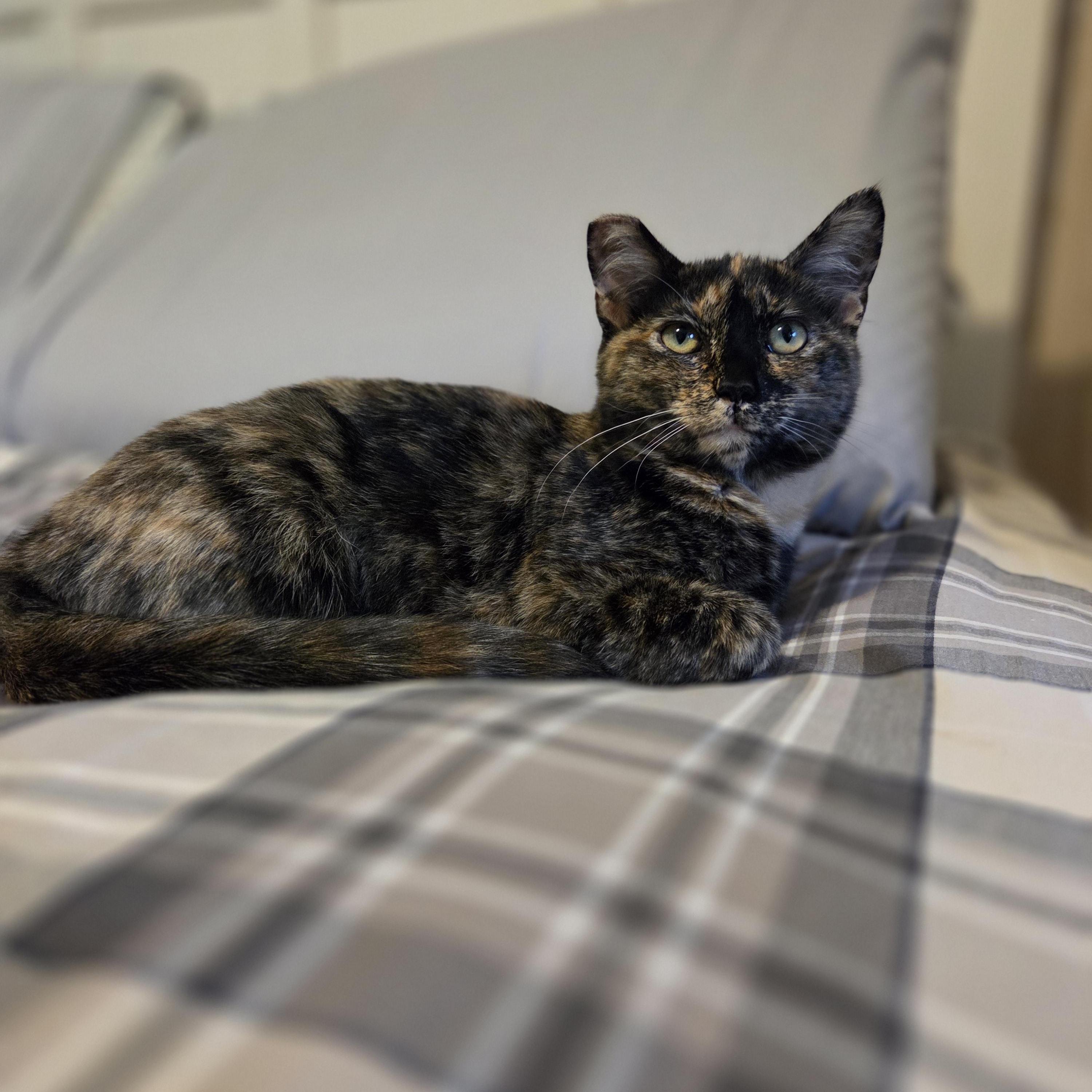 Enlarge Cleo, a Adoptable Tortoiseshell in Des Moines , WA image 2/3