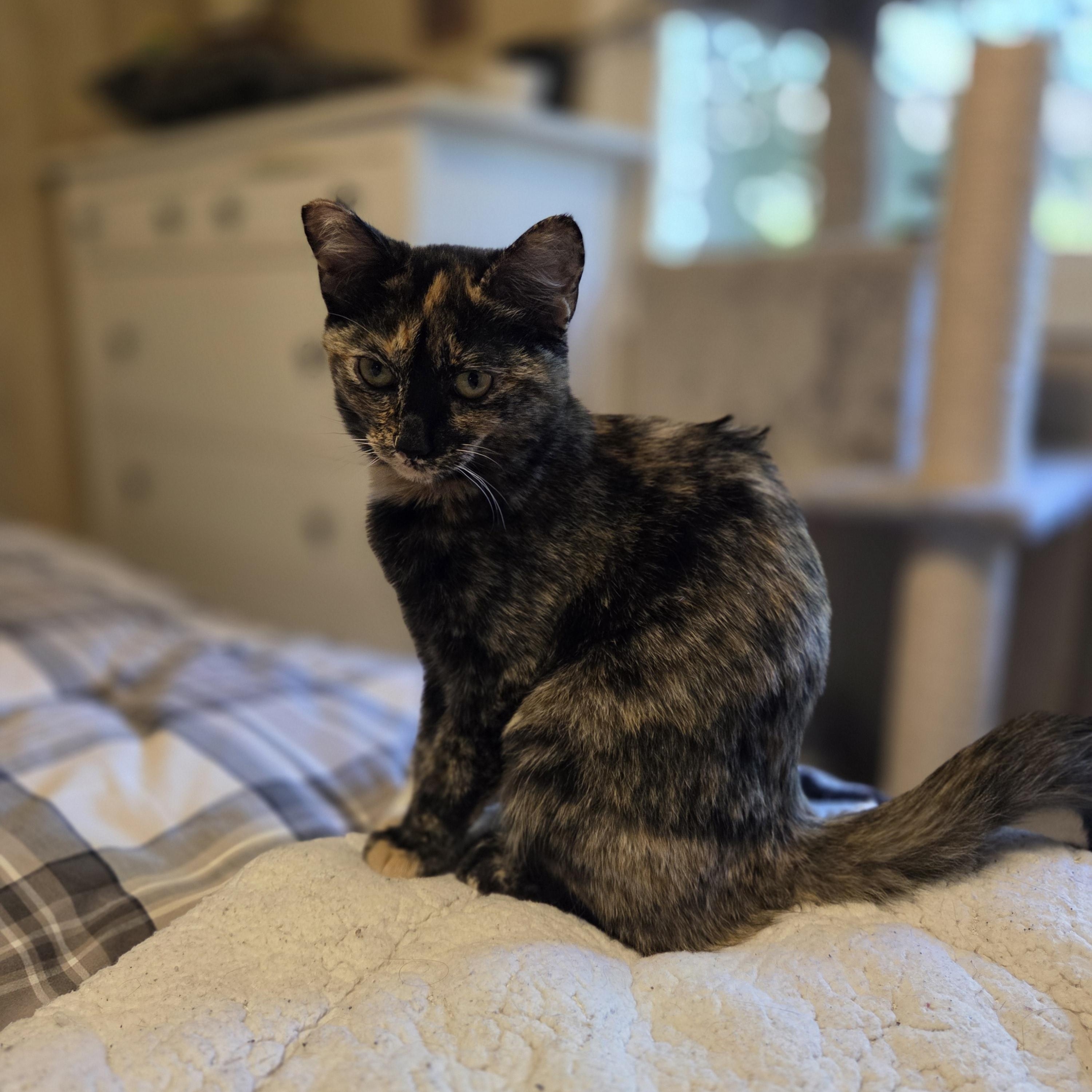Enlarge Cleo, a Adoptable Tortoiseshell in Des Moines , WA image 3/3