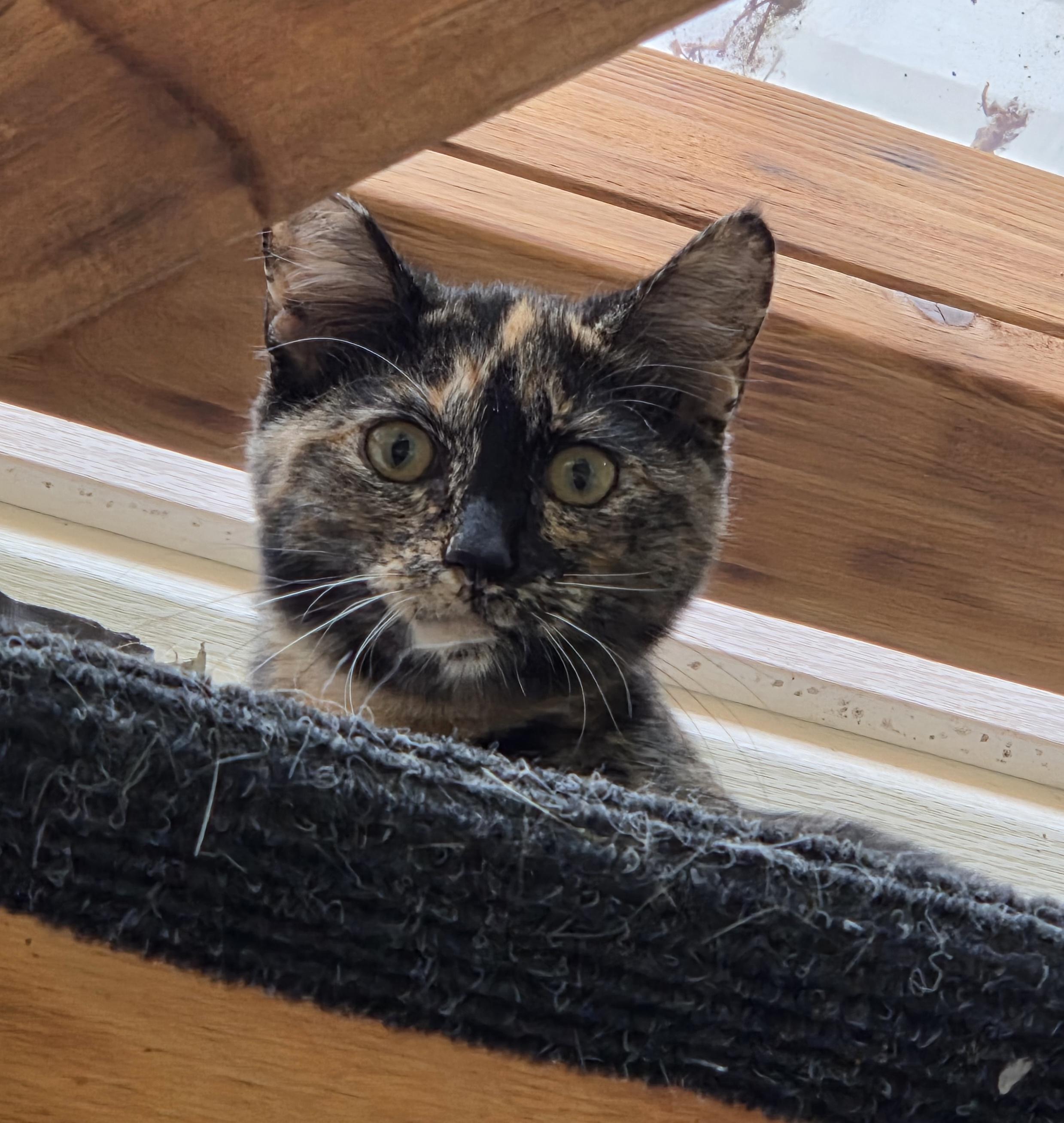 Enlarge Cleo, a Adoptable Tortoiseshell in Des Moines , WA image 1/3