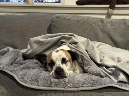 Carl, Adoptable, Adult Male Pit Bull Terrier & Boxer.