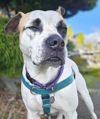 Enlarge Carl, a Adoptable mixed breed in Bellevue, WA image 2/3