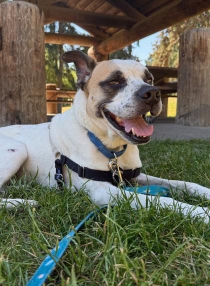 Enlarge Carl, a Adoptable mixed breed in Bellevue, WA image 1/3
