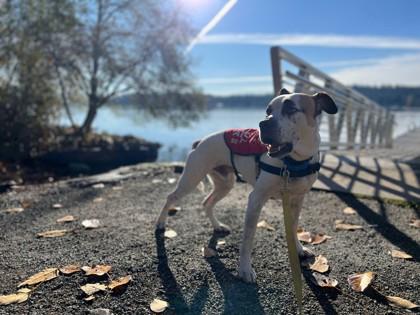 Enlarge Carl, a Adoptable mixed breed in Bellevue, WA image 3/3