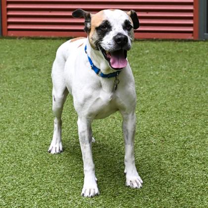 Carl, Adoptable, Adult Male Pit Bull Terrier & Boxer.