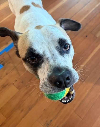 Enlarge Carl, a Adoptable mixed breed in Bellevue, WA image 2/3