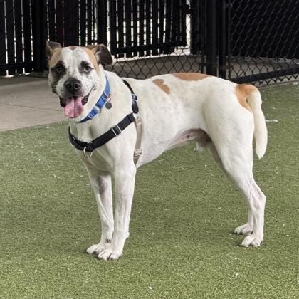 Enlarge Carl, a Adoptable mixed breed in Bellevue, WA image 3/3
