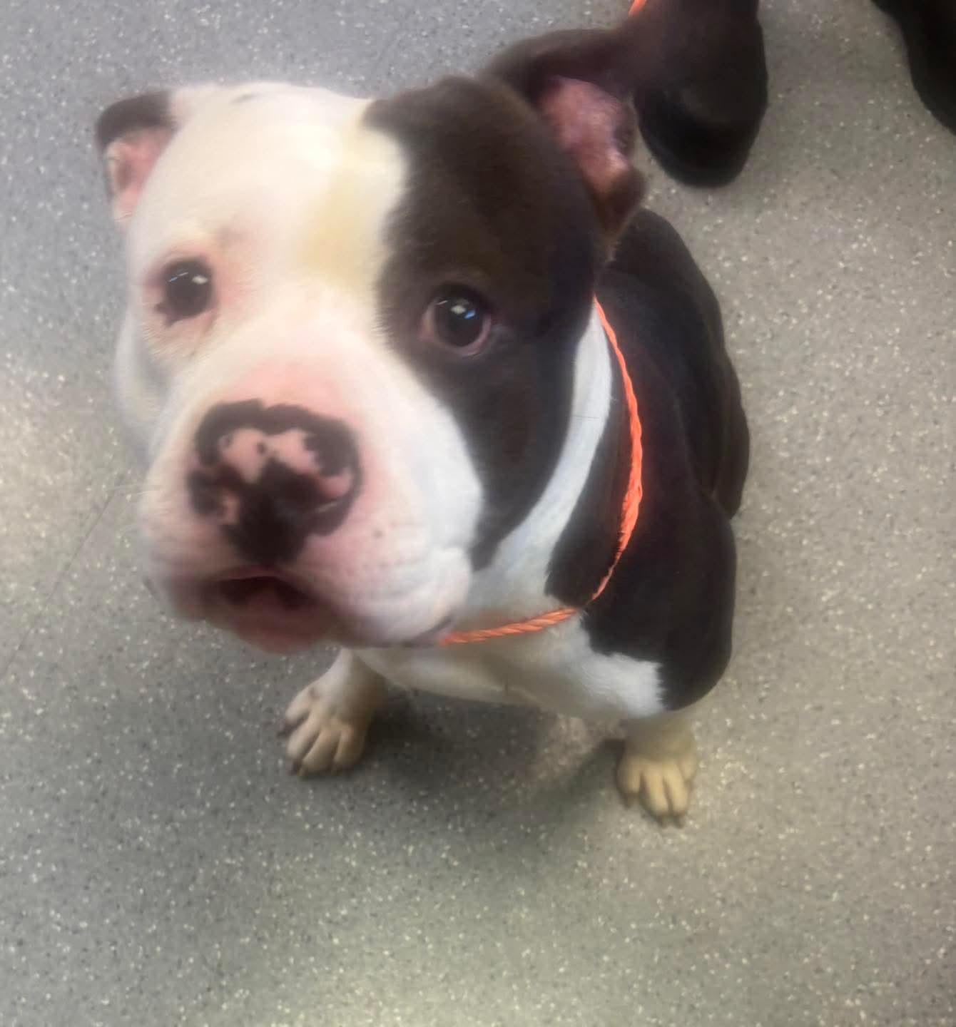 Hank, ADOPTABLE, Adult Male Pit Bull Terrier.