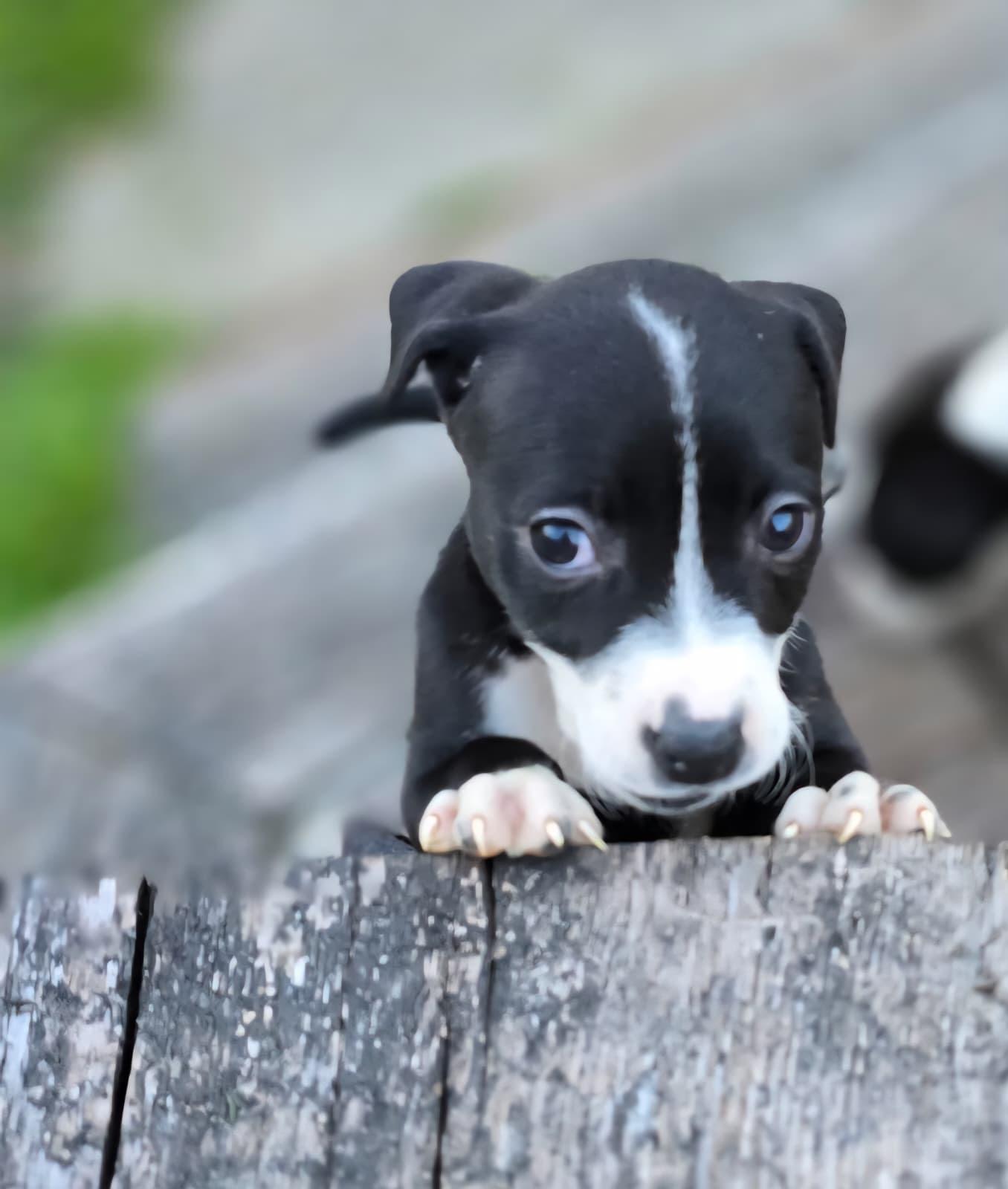 Kendall, adopted, Puppy Female Labrador Retriever & Terrier.