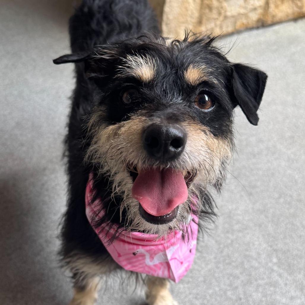 Enlarge Nova, a Adoptable mixed breed in Brooklyn, NY image 1/4