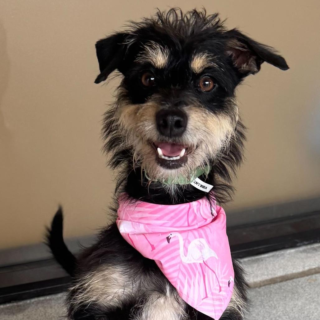 Enlarge Nova, a Adoptable mixed breed in Brooklyn, NY image 2/4