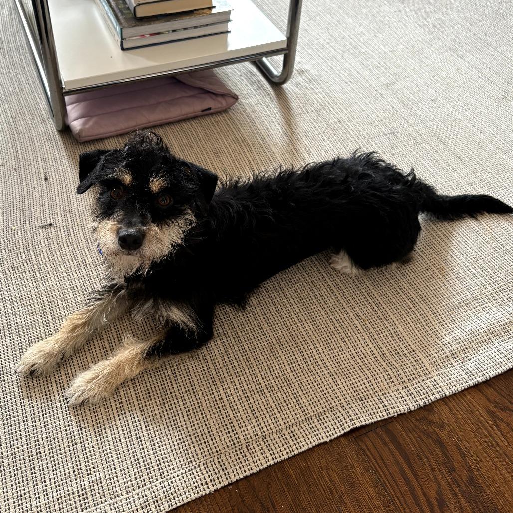 Enlarge Nova, a Adoptable mixed breed in Brooklyn, NY image 3/4