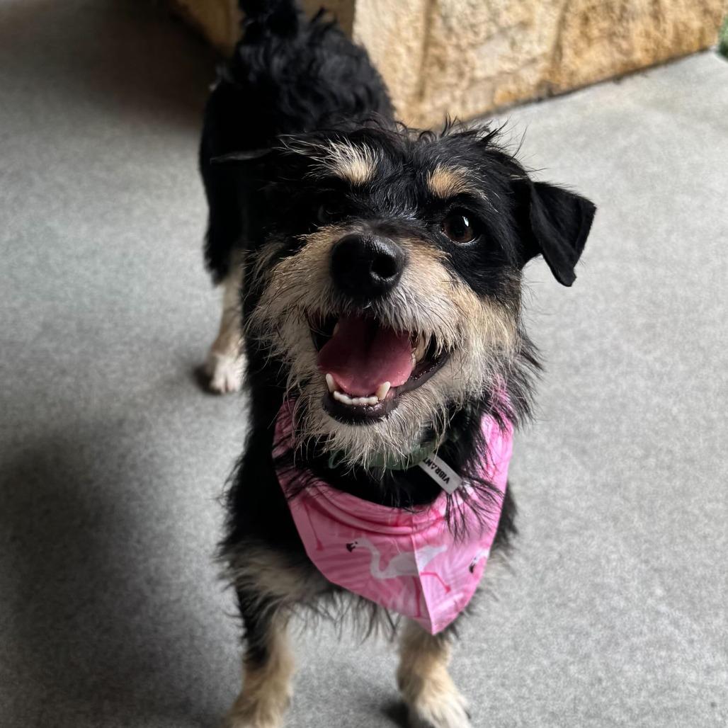 Enlarge Nova, a Adoptable mixed breed in Brooklyn, NY image 4/4