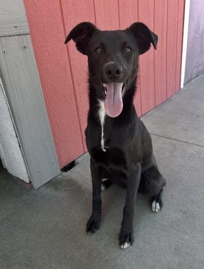 Enlarge Brie, a ADOPTABLE mixed breed in Gardena, CA image 2/4