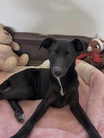 Enlarge Brie, a ADOPTABLE mixed breed in Gardena, CA image 3/4