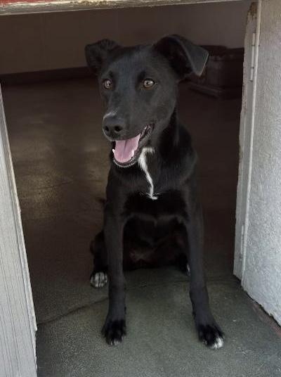 Brie, ADOPTABLE, Young Female Miniature Pinscher.