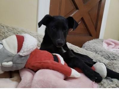 Enlarge Brie, a ADOPTABLE mixed breed in Gardena, CA image 4/4