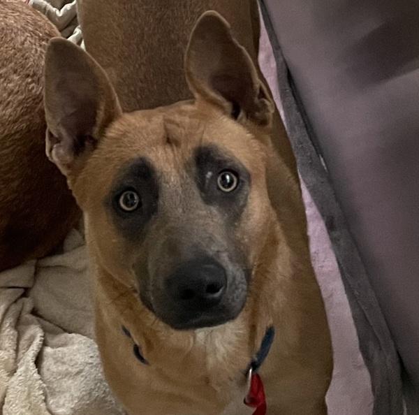 Enlarge Lola, a Adoptable mixed breed in El Cajon, CA image 1/1