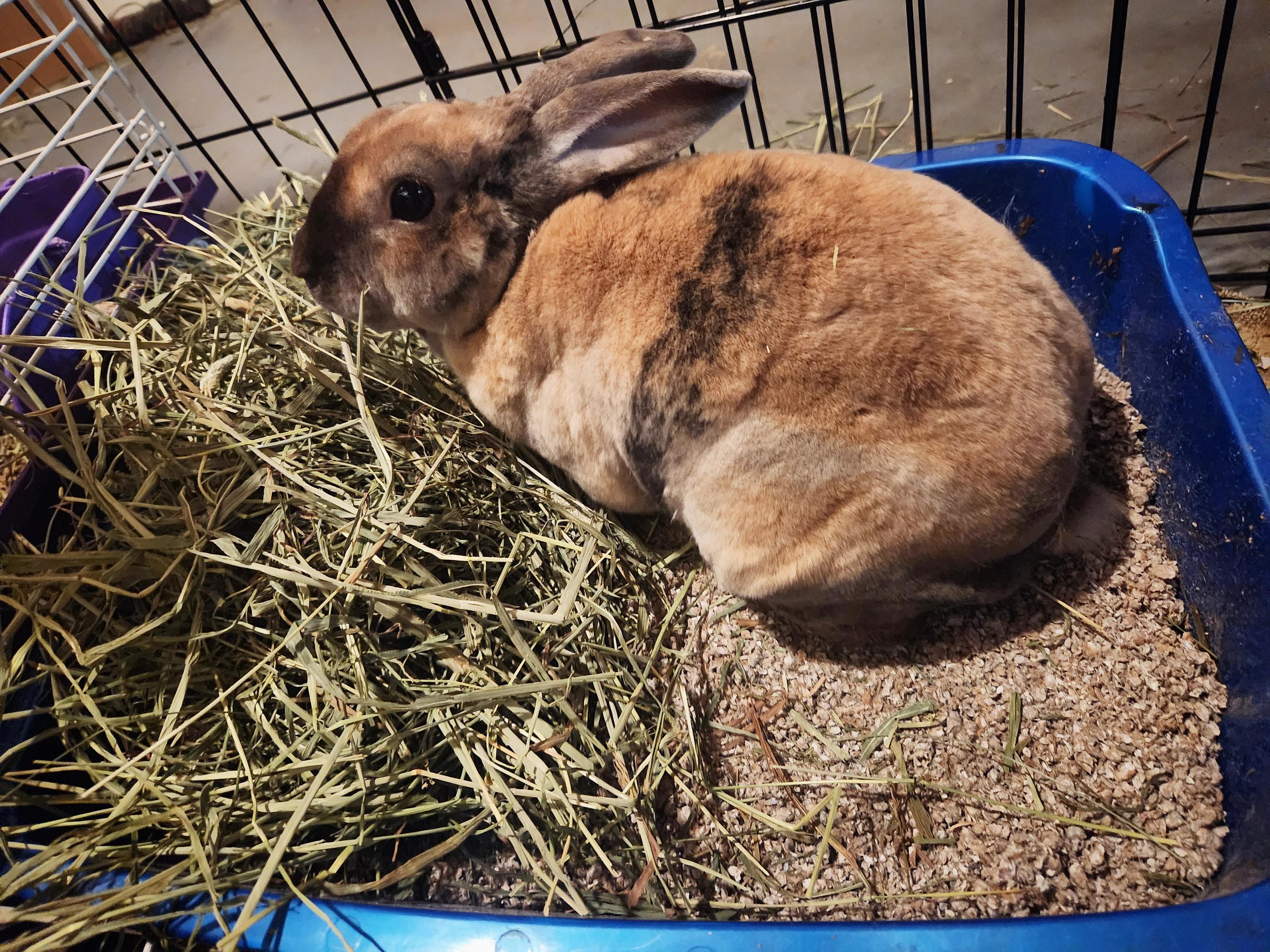 Peanut, a Adoptable Rex in PITTSBURGH, PA image 6/6