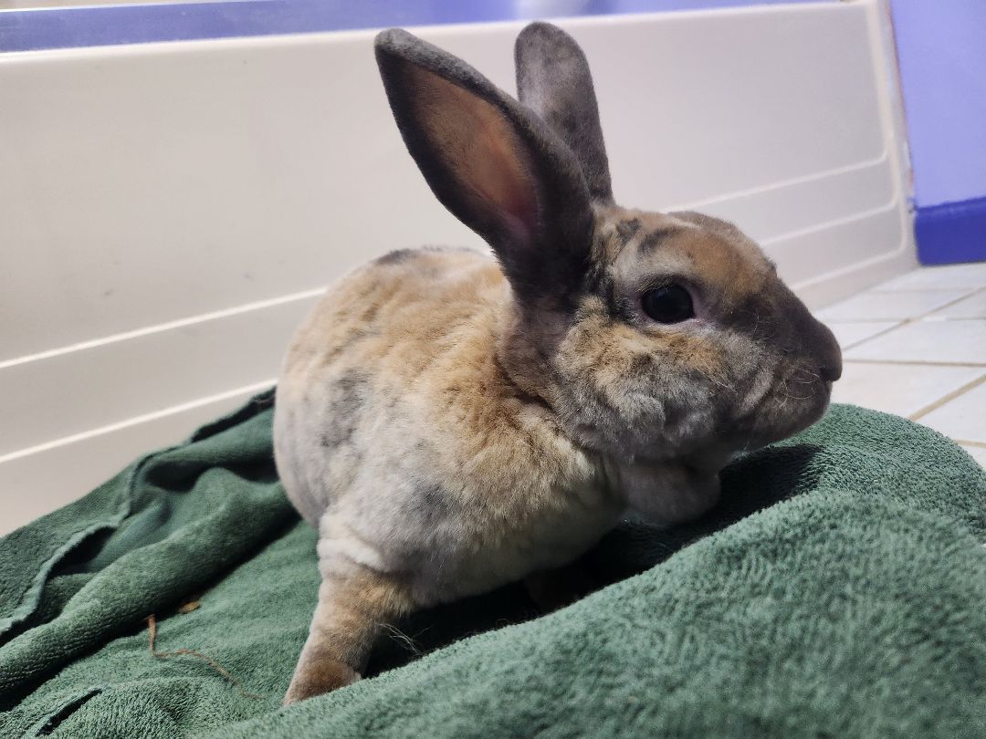 Peanut, a Adoptable Rex in PITTSBURGH, PA image 3/6