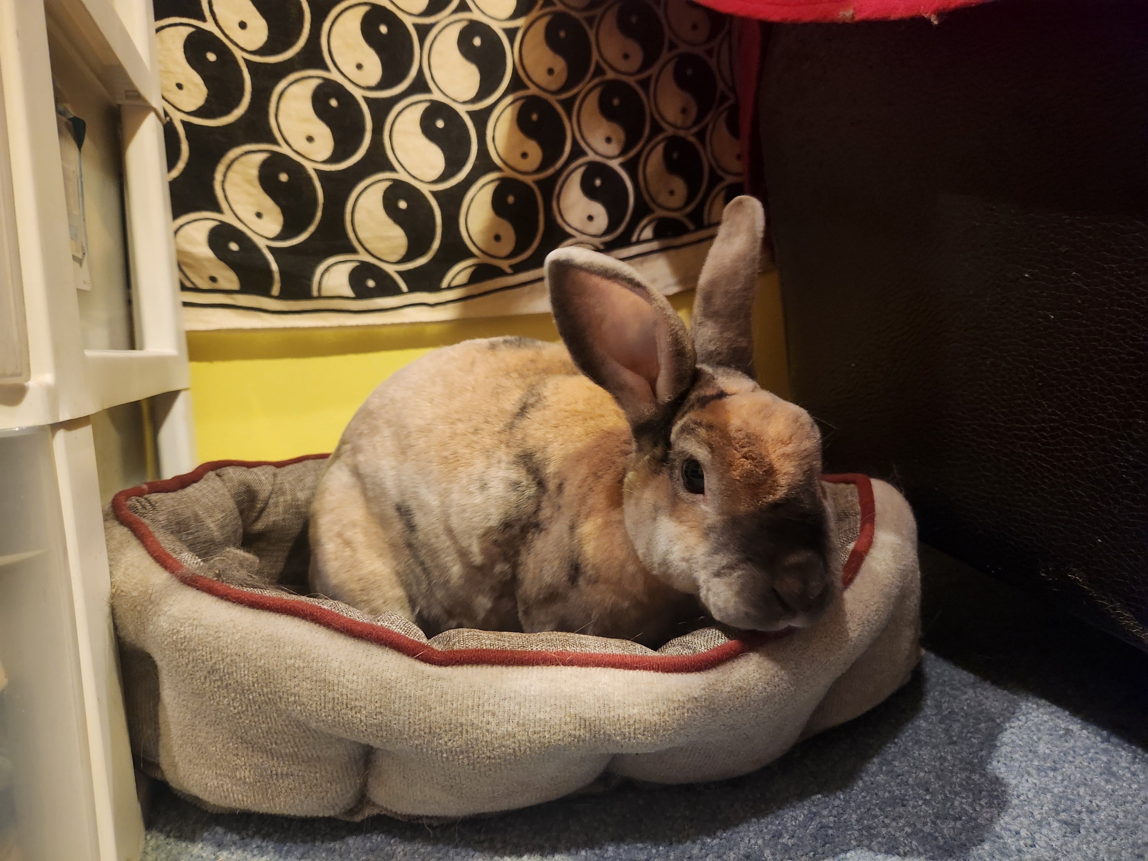 Peanut, Adoptable, Adult Male Rex.