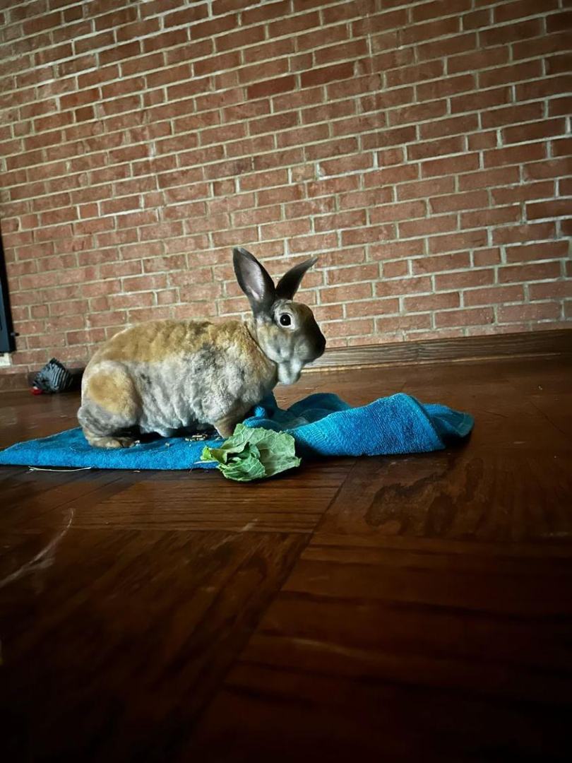 Peanut, a Adoptable Rex in PITTSBURGH, PA image 4/6