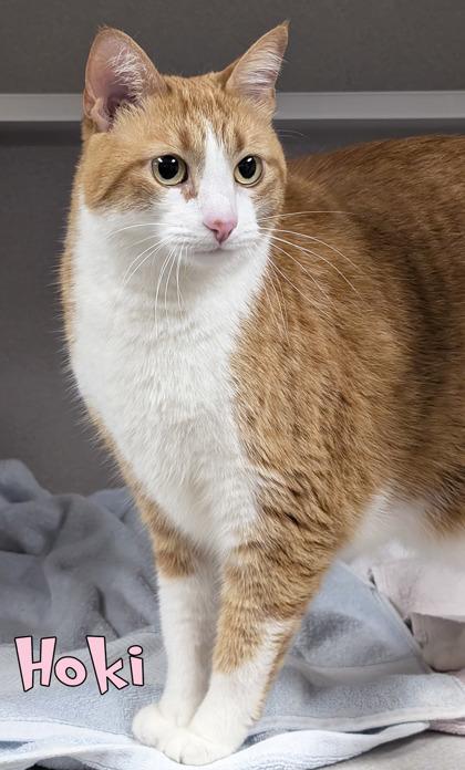 Enlarge Hoki, a Adoptable mixed breed in Mason, MI image 1/2