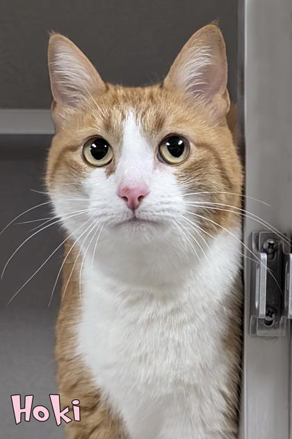 Enlarge Hoki, a Adoptable mixed breed in Mason, MI image 2/2