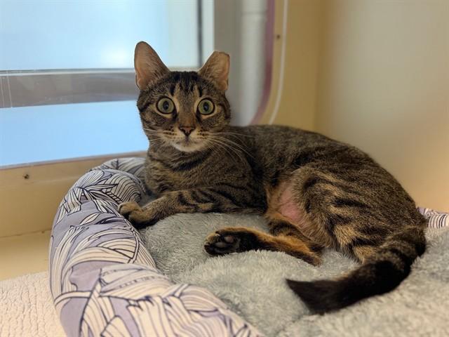 WILLOW, Adoptable, Young Female Domestic Short Hair.