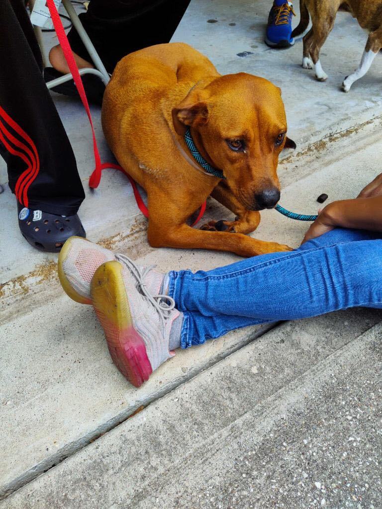 Enlarge Cinderella , a Adopted Rhodesian Ridgeback in Mabank, TX image 1/12