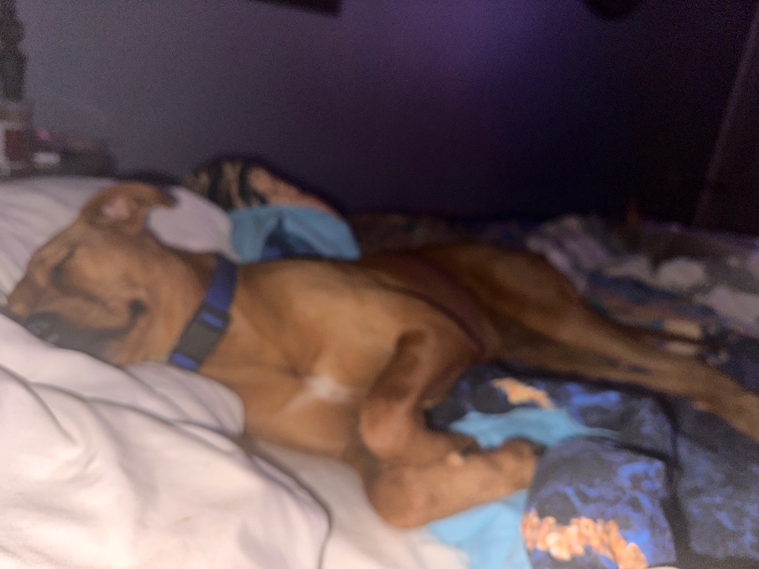 Enlarge Cinderella , a Adopted Rhodesian Ridgeback in Mabank, TX image 2/12