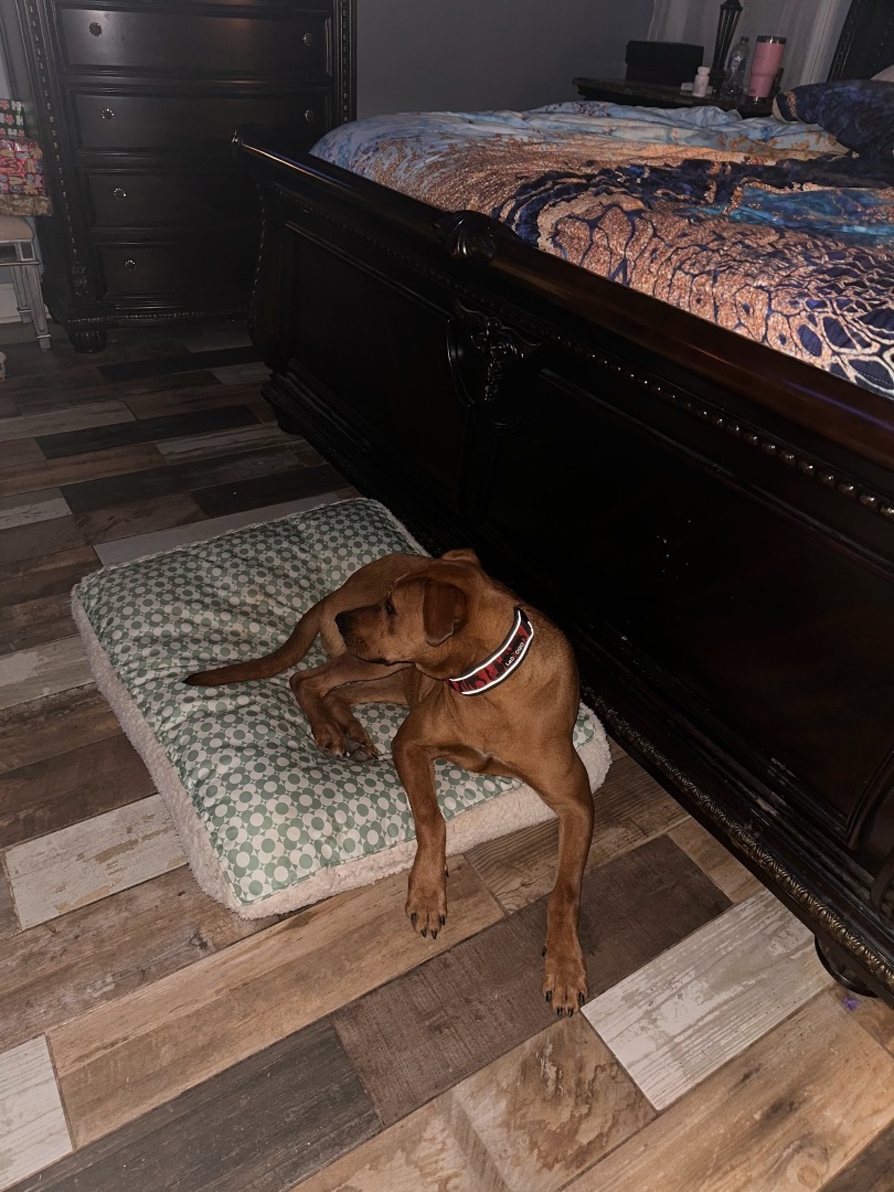 Enlarge Cinderella , a Adopted Rhodesian Ridgeback in Mabank, TX image 3/12