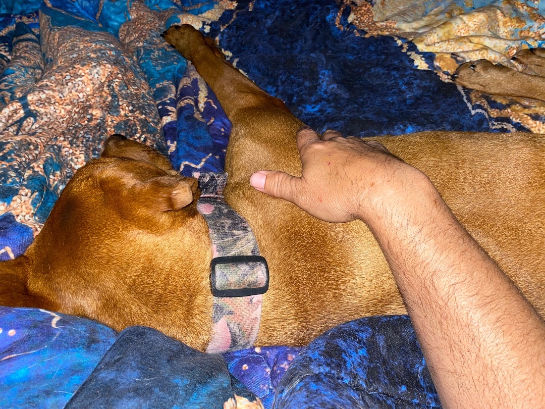 Enlarge Cinderella , a Adopted Rhodesian Ridgeback in Mabank, TX image 4/12