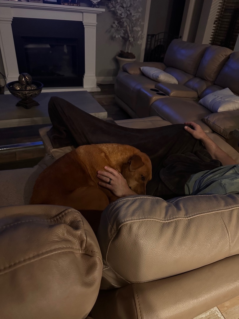 Enlarge Cinderella , a Adopted Rhodesian Ridgeback in Mabank, TX image 5/12