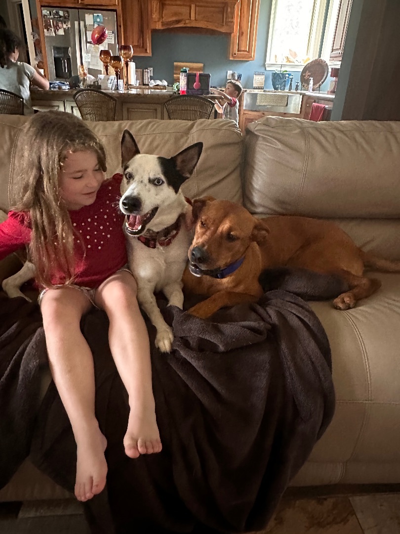 Enlarge Cinderella , a Adopted Rhodesian Ridgeback in Mabank, TX image 6/12