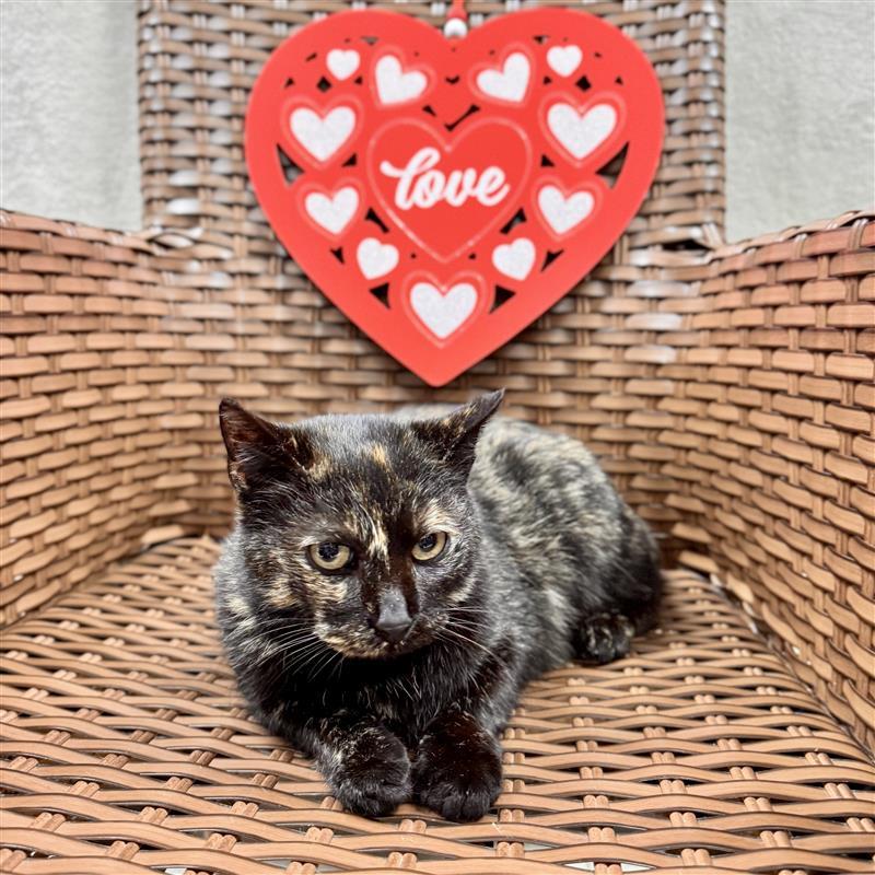 Enlarge Candy Lane, a ADOPTABLE Domestic Short Hair in Midland, MI image 2/4