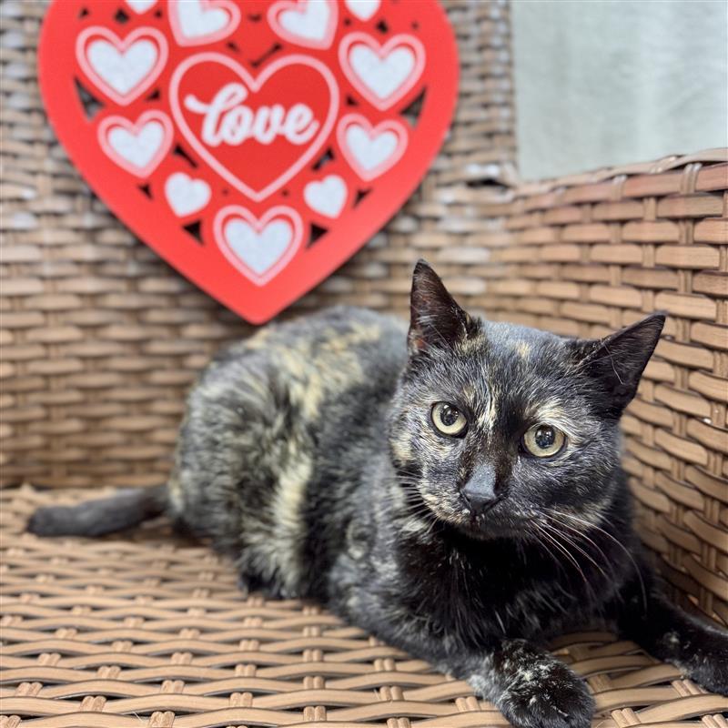 Enlarge Candy Lane, a ADOPTABLE Domestic Short Hair in Midland, MI image 3/4