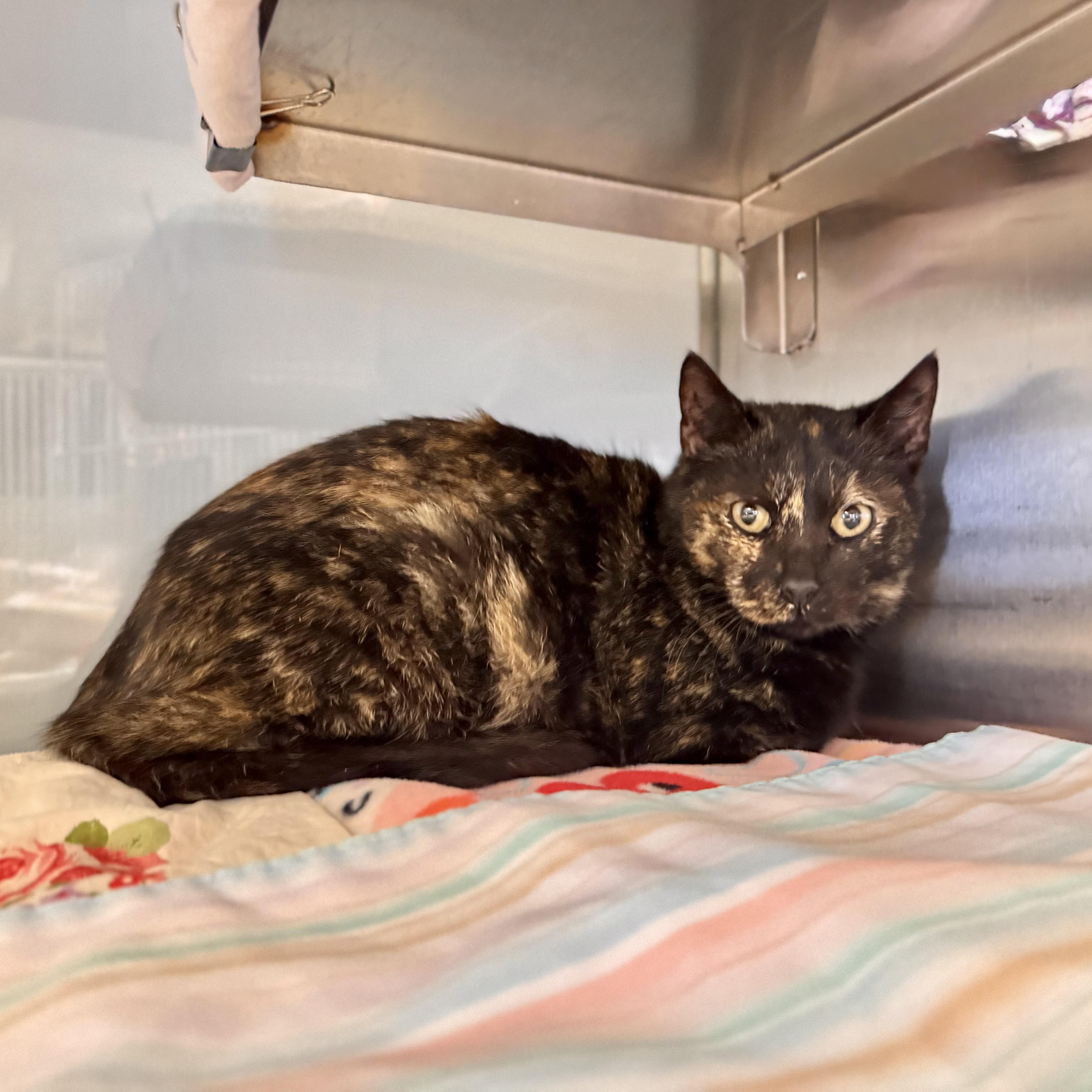 Enlarge Candy Lane, a ADOPTABLE Domestic Short Hair in Midland, MI image 4/4