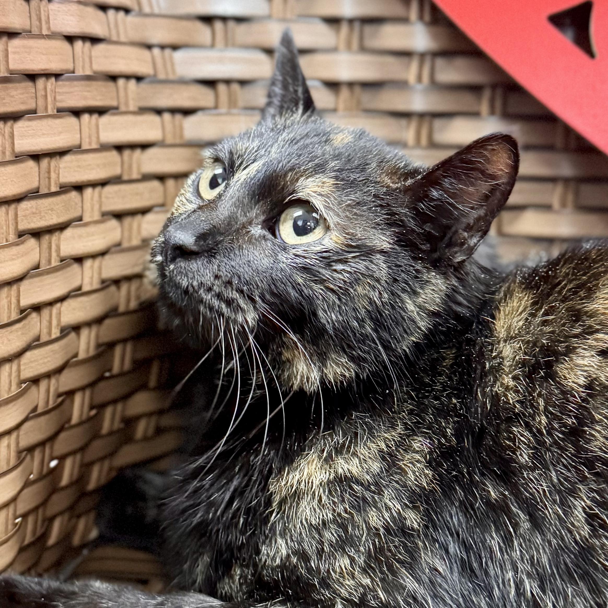 Enlarge Candy Lane, a ADOPTABLE Domestic Short Hair in Midland, MI image 1/4