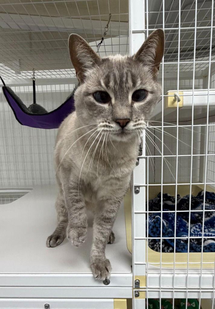 Enlarge Meo, a Adoptable Domestic Short Hair in St. Helens, OR image 1/1