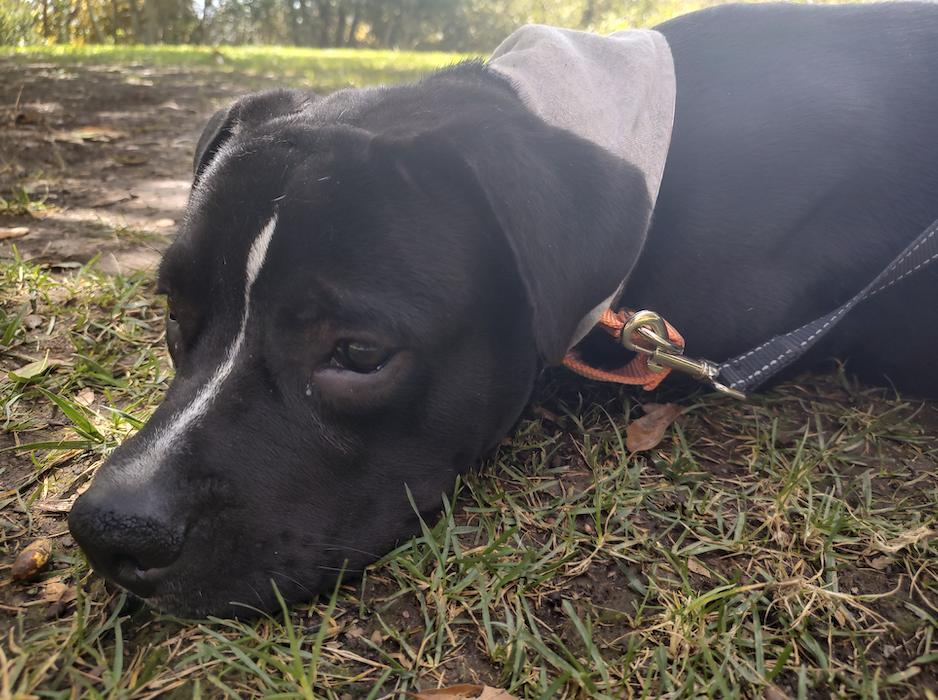 Enlarge Blackie (COURTEST POST), a ADOPTABLE mixed breed in Woodland Hills, CA image 3/4