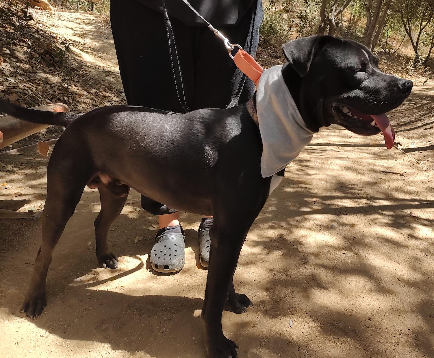 Enlarge Blackie (COURTEST POST), a ADOPTABLE mixed breed in Woodland Hills, CA image 2/4