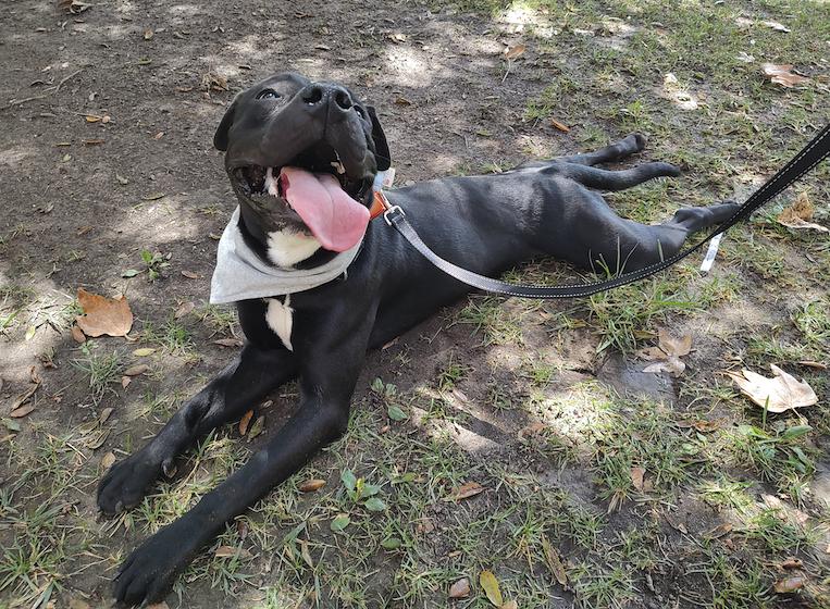 Blackie (COURTEST POST), ADOPTABLE, Young Male Black Labrador Retriever & Pit Bull Terrier.
