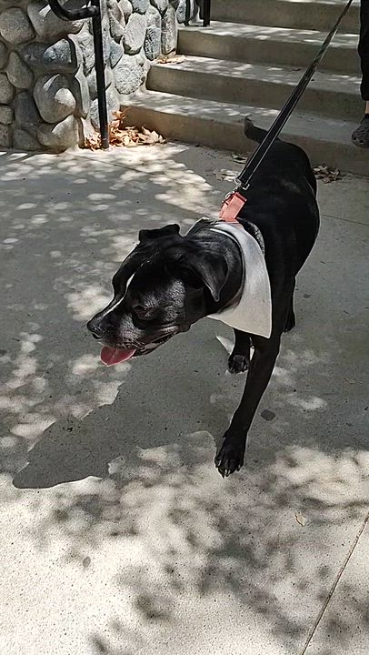 Enlarge Blackie (COURTEST POST), a ADOPTABLE mixed breed in Woodland Hills, CA video 4/4