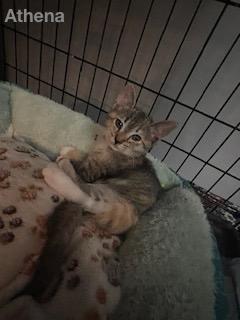 Athena, an adopted Domestic Short Hair in Lauderhill, FL_image-1